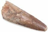 Fossil Spinosaurus Tooth - Real Dinosaur Tooth #376582-1